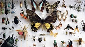 preserved butterflies and other insects preserved butterflies and other insects