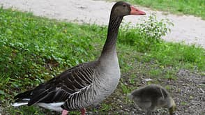 goose,anser anser,graugans,nikon z6ii Graugans