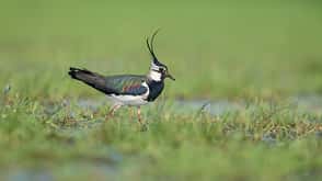 kiebitz,nasswiese,northern,watvogel,watvögel,wiese,wiesenbrueter,wiesenbrüter,vanellus Kiebitz