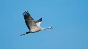 common,crane,flug,grus,kranich,european,europäischer,fliegen,flight Kranich