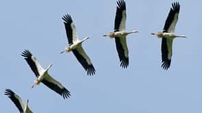 Animal,Animals In The Wild,Beak,Bird,Black,Flying,Pair,Storchenhorst,The Natural World,White,White Stork,Wildlife,Wing,weisstorch Weisstorch