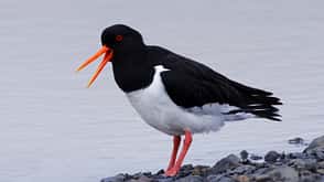 ground,wildlife,austernfischer,bokeh,common pied oystercatcher,foreground focus,haematopus ostralegus,limikolen,north atlantic,regenpfeiferartige,wader,wild Austernfischer