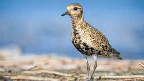 Vögel Vögel
