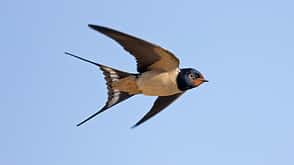 Vögel Vögel