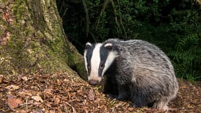 native,tenacious,tough,cull,fairytale Basislager Natur