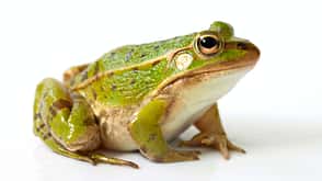 "Batrachian,White Background,Vibrant Color,Micro Organism,Environmental Conservation,Copy Space,One Animal,Single Object,Color Image,Camouflage,Alertness,Biology,White,Green,Brown,Environment,Wildlife,Nature,Selective Focus,Indoors,Looking At Camera,Studio Shot,Macro,Horizontal,Close-up,Saturated Color,Animal Eye,Frog,Amphibian,Animal,Isolated,Isolated On White,Field Frog,Animals And Pets,Farm Animals,Wild Animals" Basislager Natur