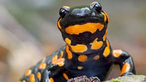 Basislager Natur Basislager Natur