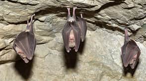 Kleine Hufeisennase - Fledermaus - Winterschlaf Kleine Hufeisennase - Fledermaus - Winterschlaf
