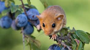 Haselmaus Nagetier Haselmaus Nagetier