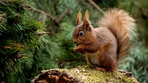 Eichhörnchen, Nagetier Eichhörnchen, Nagetier