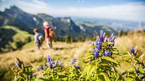 Wandern im Chiemgau - Kampenwand Wandern im Chiemgau - Kampenwand
