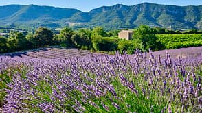 Provence Provenzalische Alpen GR9 Roche Saint Secret Französische Alpen Wandern Lavendel Frankreich Westalpen Provence Provenzalische Alpen GR9 Roche Saint Secret Französische Alpen Wandern Lavendel Frankreich Westalpen