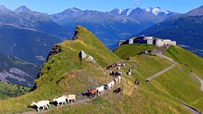 Frankreich Französische Alpen Fort de la Platte Festung in Bourg-Saint-Maurice auf der Traces des Ducs de Savoie (TDS) auf den Spuren der Herzöge von Savoyen UTMB wandern Ziegen Frankreich Französische Alpen Fort de la Platte Festung in Bourg-Saint-Maurice auf der Traces des Ducs de Savoie (TDS) auf den Spuren der Herzöge von Savoyen UTMB wandern Ziegen