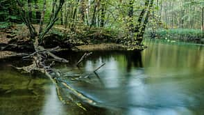 Nationalpark Drawa Drawieński Park Narodowy Polen Fluss Drawa Wald Nationalpark Drawa Drawieński Park Narodowy Polen Fluss Drawa Wald