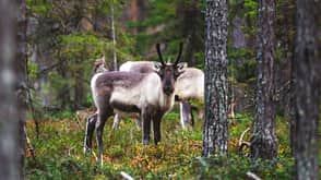 Finnland Wandern Wald Hirsche Rentiere Oulanka Nationalpark Finnland Wandern Wald Hirsche Rentiere Oulanka Nationalpark
