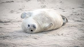 Kegelrobben auf Helgoland Kegelrobben auf Helgoland