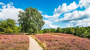 Wanderungen Bundesländer Deutschland Niedersachsen Heidschnuckenweg Binsen Wanderungen Bundesländer Deutschland Niedersachsen Heidschnuckenweg Binsen