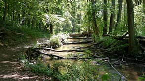 Brandenburg Wanderungen Deutschland Naturpark Märkische Schweiz Wald Brandenburg Wanderungen Deutschland Naturpark Märkische Schweiz Wald