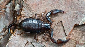 Alpentiere Skorpion Alpentiere Skorpion