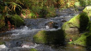 Rennsteig Fernwanderweg (7) (JPG) Rennsteig Fernwanderweg (7) (JPG)