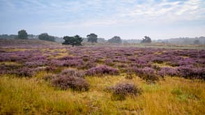 Deutschland Wanderungen Nordrhein Westfalen NRW Wandern Urlaub Hohe Mark Heide Deutschland Wanderungen Nordrhein Westfalen NRW Wandern Urlaub Hohe Mark Heide