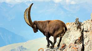 steinbock-tiere-alpen-berge-natur steinbock-tiere-alpen-berge-natur