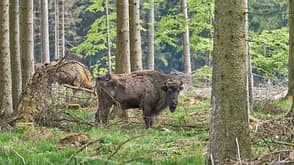 Wilde Wisente im Wald in Nordrhein-Westfalen Wilde Wisente im Wald in Nordrhein-Westfalen