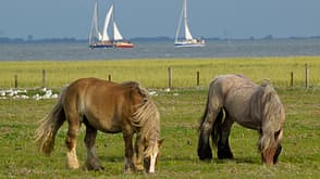 Strände Deutschland Strand Urlaub Sommer Nordsee Meer Juist Pferde Segeln Segelboot Strände Deutschland Strand Urlaub Sommer Nordsee Meer Juist Pferde Segeln Segelboot