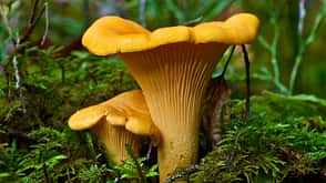 Pfifferling Pilz Pfifferling Pilz
