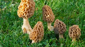 Speisemorchel Pilz Speisemorchel Pilz