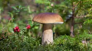 Steinpilz Steinpilz