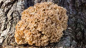 Krause Glucke Pilz Krause Glucke Pilz