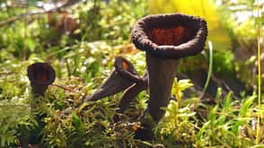 Totentrompete Pilz Totentrompete Pilz