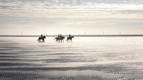 Niederlande Holland Nationalpark Natur Freizeit Urlaub Wandern Reiten Wattmeer Oosterschelde
