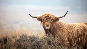 Niederlande Holland Nationalpark Natur Freizeit Urlaub Wandern Veluwe Groote Peel Rind