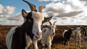 Niederlande Holland Nationalpark Natur Freizeit Urlaub Wandern Veluwe land Ziegen