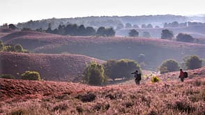 Niederlande Holland Nationalpark Natur Freizeit Urlaub Wandern Veluwezoom Heide