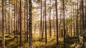 Tiveden Nationalpark