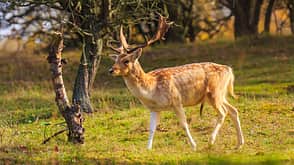 Damhirsch auf der grünen Wiese 