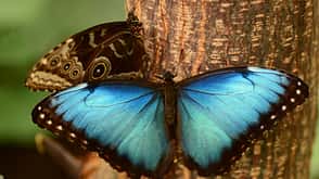 Schmetterling Falter Biologie Natur weltweit Blauer Morphofalter