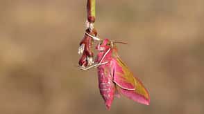Schmetterling Falter Biologie Natur weltweit Mittlerer Weinschwärmer