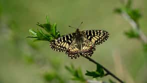 Schmetterling Falter Biologie Natur weltweit Osterluzeifalter