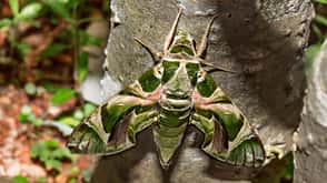 Schmetterling Falter Biologie Natur weltweit Oleanderschwärmer