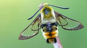 Schmetterling Falter Biologie Natur weltweit Skabiosenschwärmer