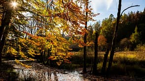 Arnsberger Wald - Herbstlaub in NRW Arnsberger Wald - Herbstlaub in NRW