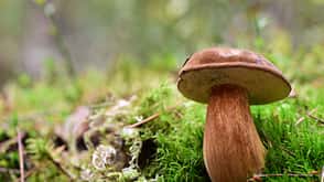 Maronenröhrling Maronenröhrling