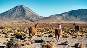 Chile Südamerika Landschaft Altiplano Alpaka Chile Südamerika Landschaft Altiplano Alpaka