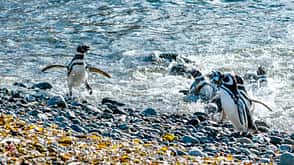 Chile Südamerika Landschaft Pinguine Insel Isla Magdalena Naturschutzgebiet Magellanpinguine Chile Südamerika Landschaft Pinguine Insel Isla Magdalena Naturschutzgebiet Magellanpinguine