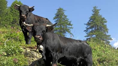 OD Wallis Pays du St-Bernard