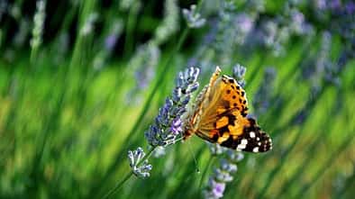 OD Die besten Frühjahrs-Ziele: Provence